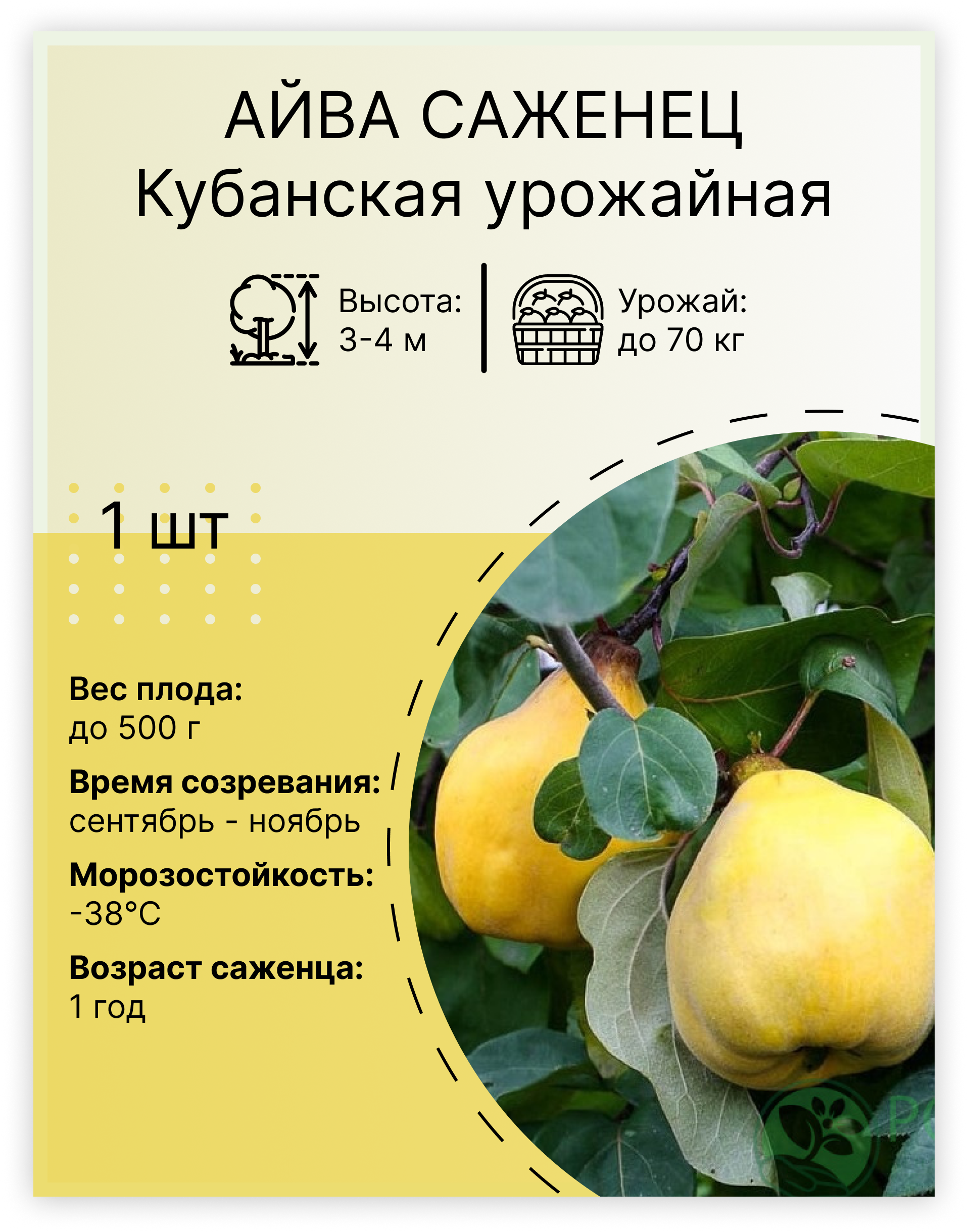 Айва «Кубанская Урожайная»